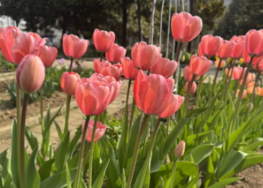 早春郁金香、洋水仙迎来初花期