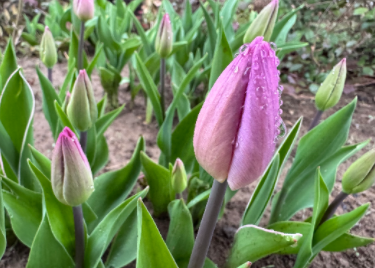 新学期添新景 校园球根花卉焕发生机